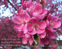 CO Spring 2